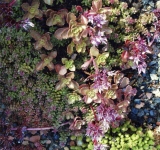 sedum
