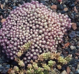 sedum