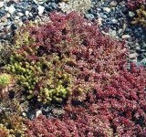 sedum