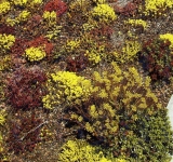 sedum